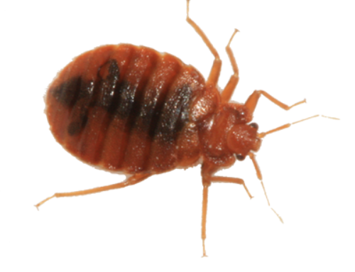 Services - Bedbugs