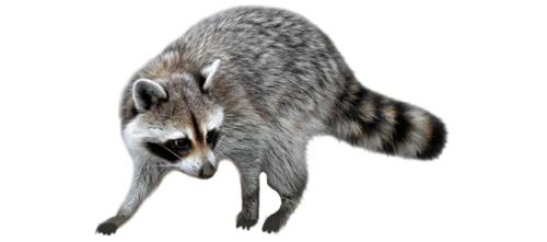 Services - Raccoon